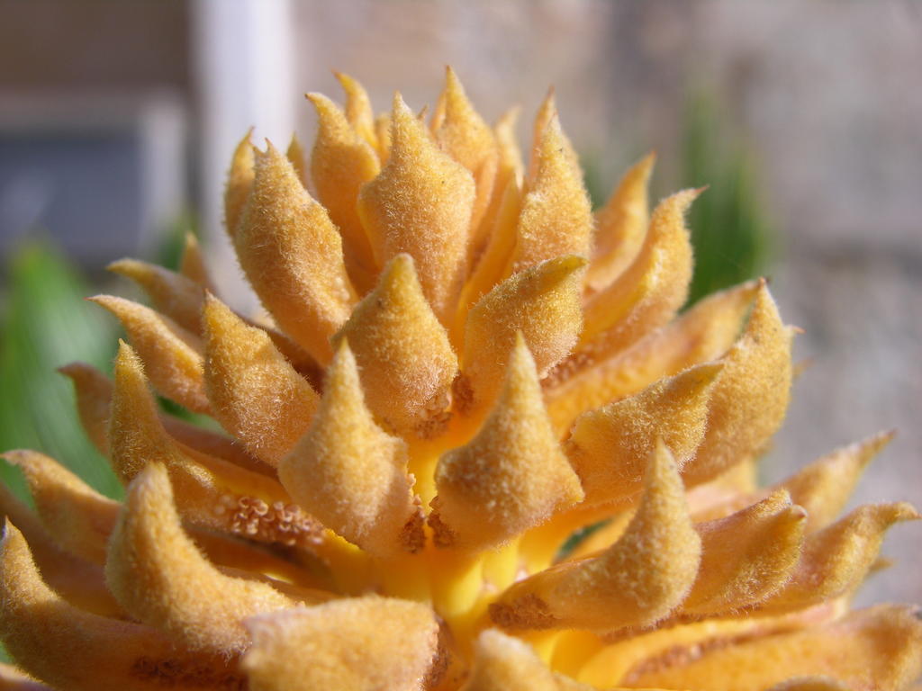 Finca Son Josep De Baix กาลาสเดมายอร์กา ภายนอก รูปภาพ